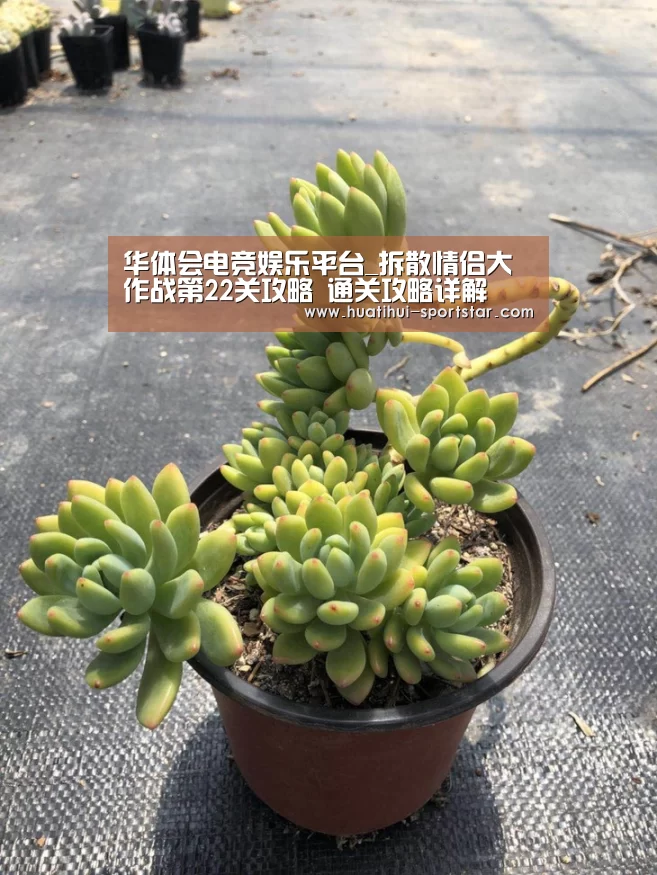 华体会电竞娱乐平台_拆散情侣大作战第22关攻略 通关攻略详解(图4) 华体会电竞赛事
